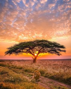 Serengeti landscape