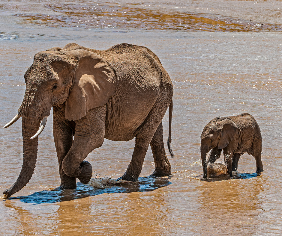 Cover Image of 9 days samburu, lake nakuru, lake Naivasha, masai mara & amboseli