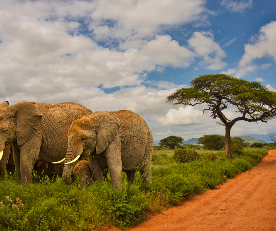 Cover Image of 7 Days Kenya & Tanzania Wildlife Safari (with one way flight)