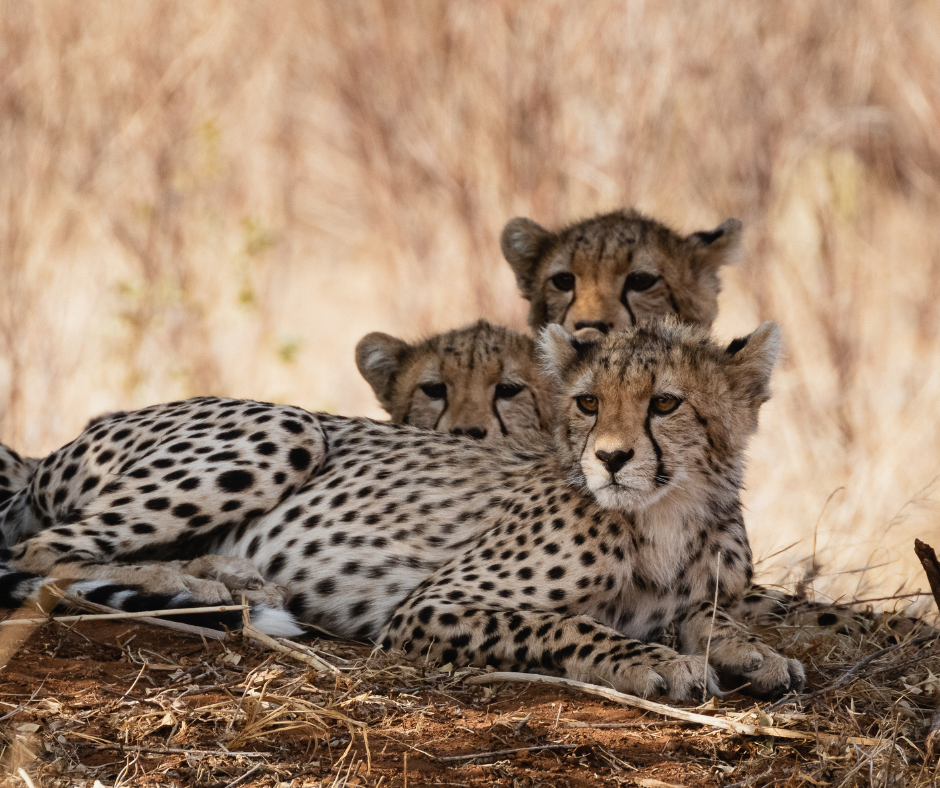 Cover Image of 6 Days Amboseli, Lake Nakuru, Masai Mara Safari