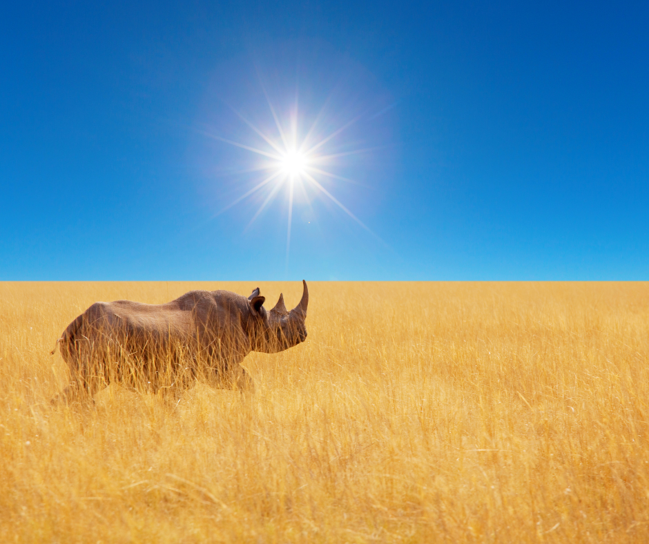 Cover Image of 6-day-kenya-safari-masai-mara-naivasha-amboseli