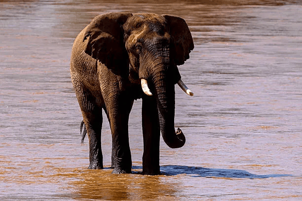 What Makes Samburu National Reserve Different from Other Kenya Safaris?