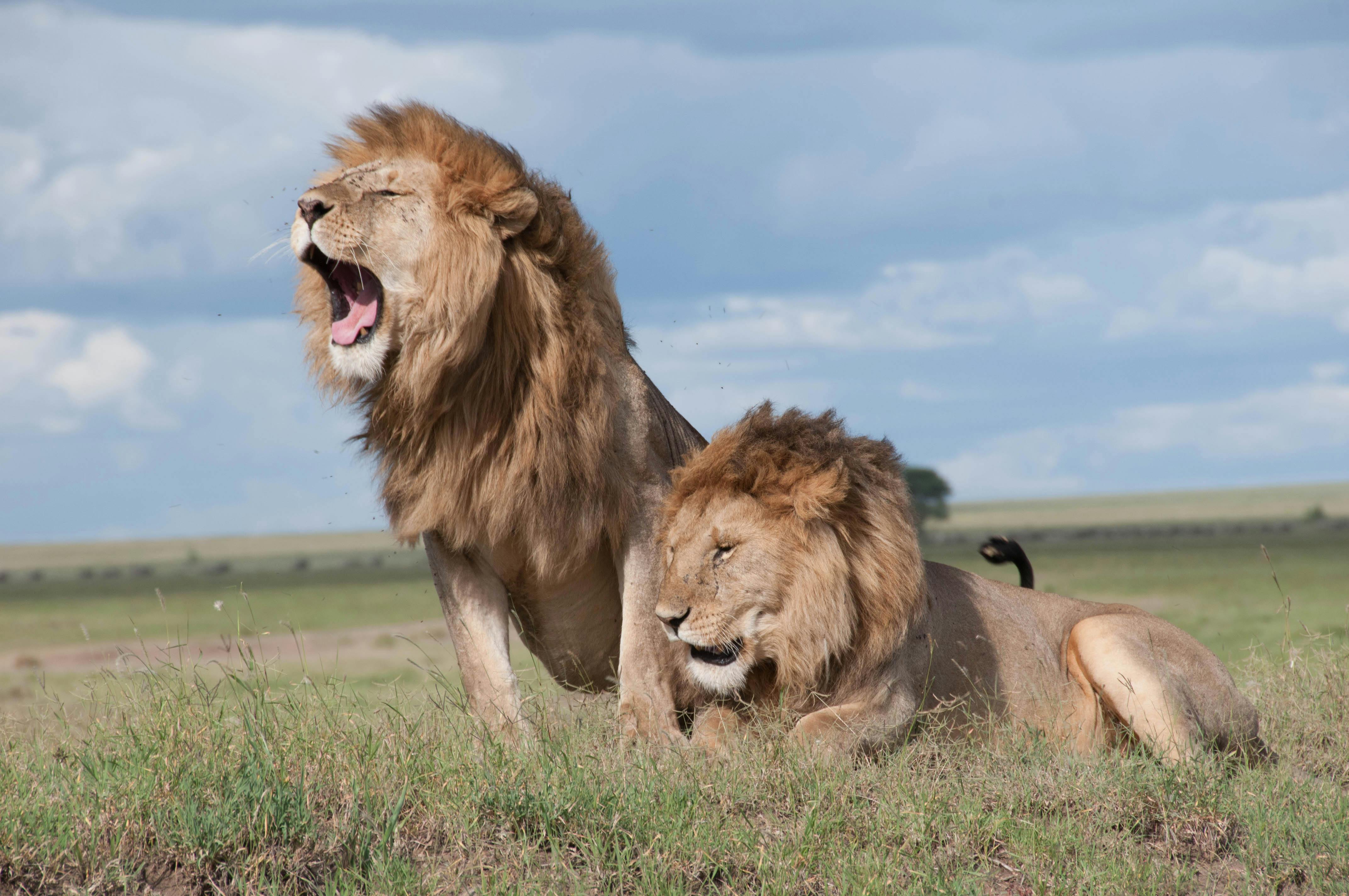 Kenya's 2026 Safari Revolution: What Every Traveler Needs to Know Before Booking