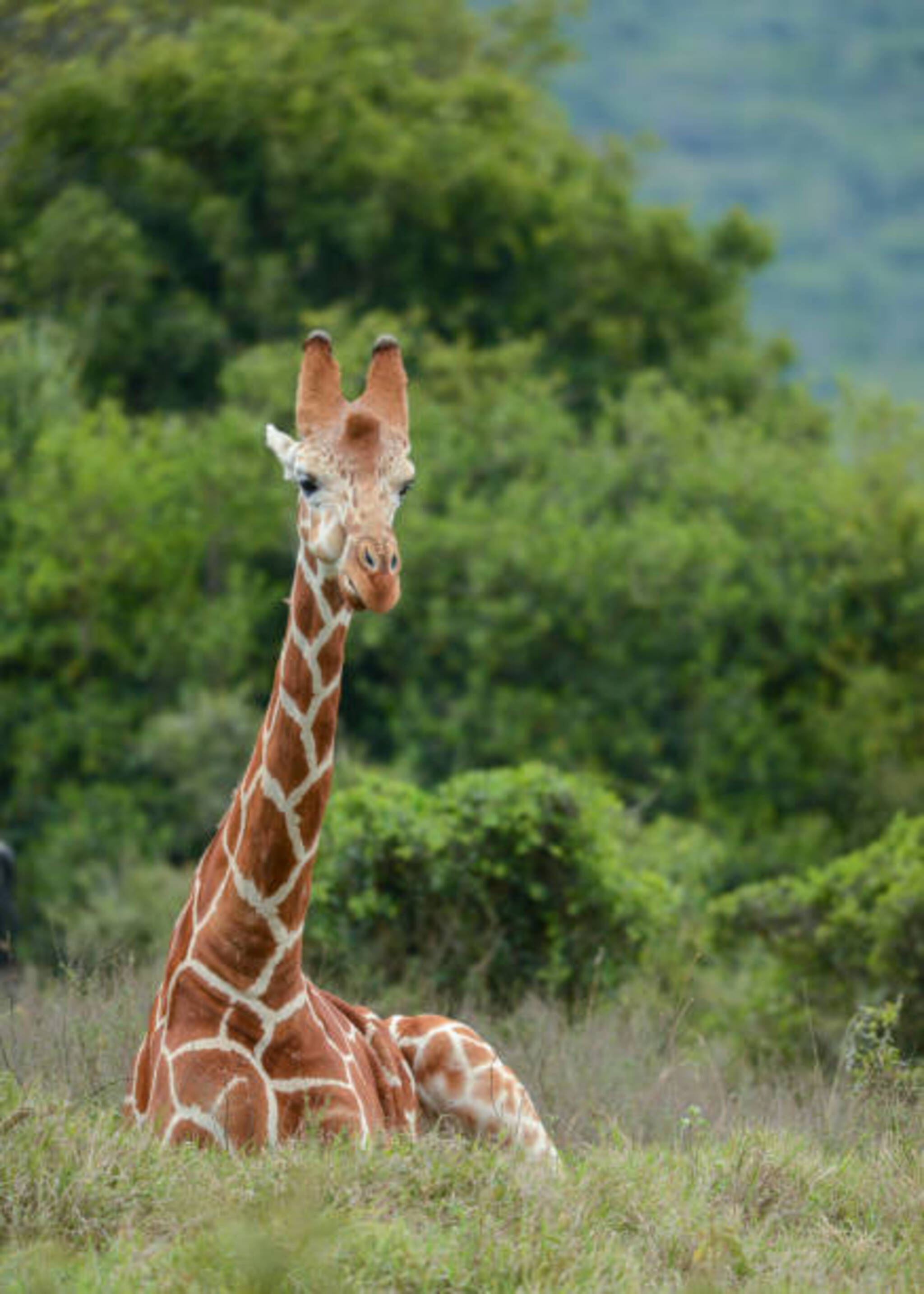 The Aberdare Ranges: Kenya's Misty Mountain Secret