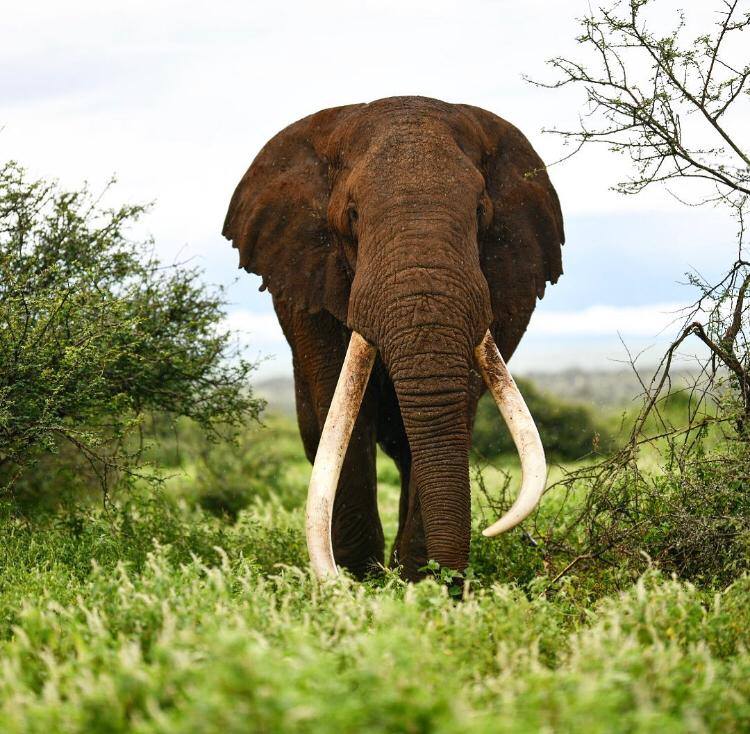 Meeting Big Tim: A Legendary Elephant of Amboseli National Park