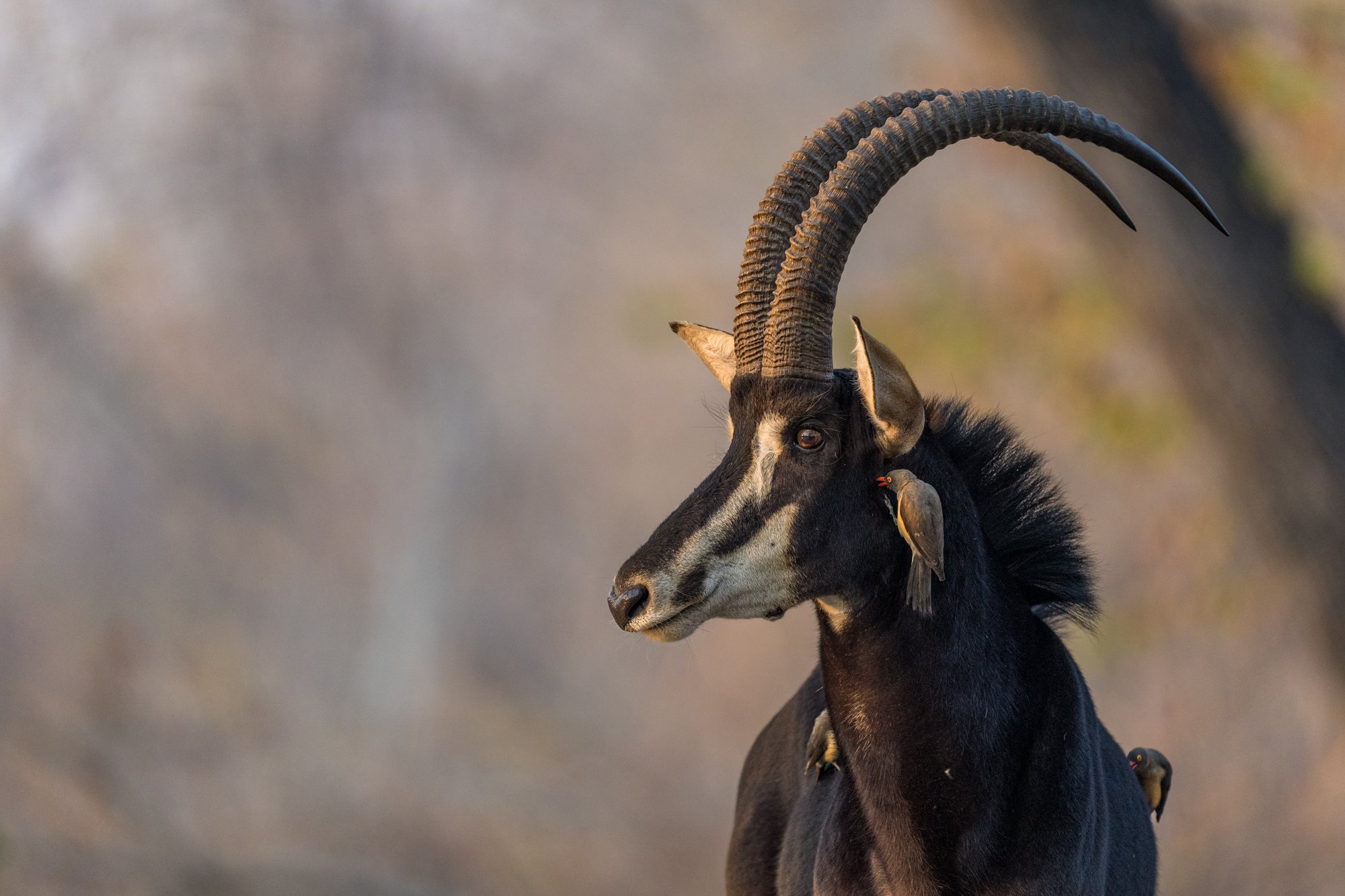 🐘 Why Africa Should Be Your Next Adventure