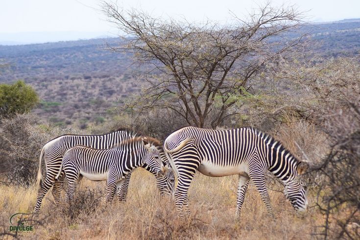 Rare Wildlife Species You Can Spot in Kenya 🐾