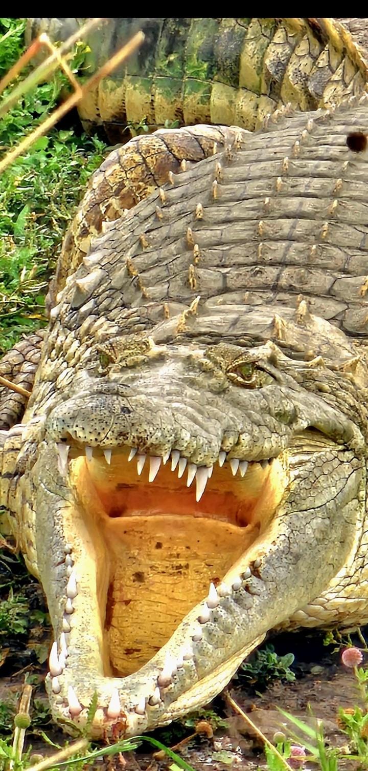 The Silent Predator of Nairobi National Park