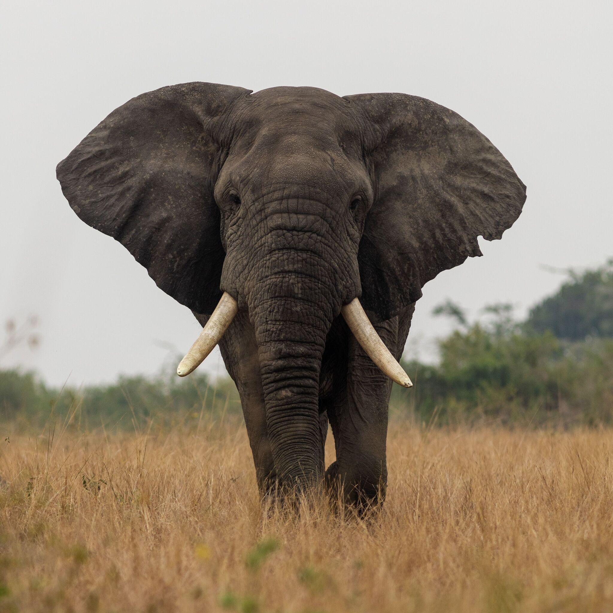 Serengeti National Park: The Complete Guide to Africa's Wildest Stage