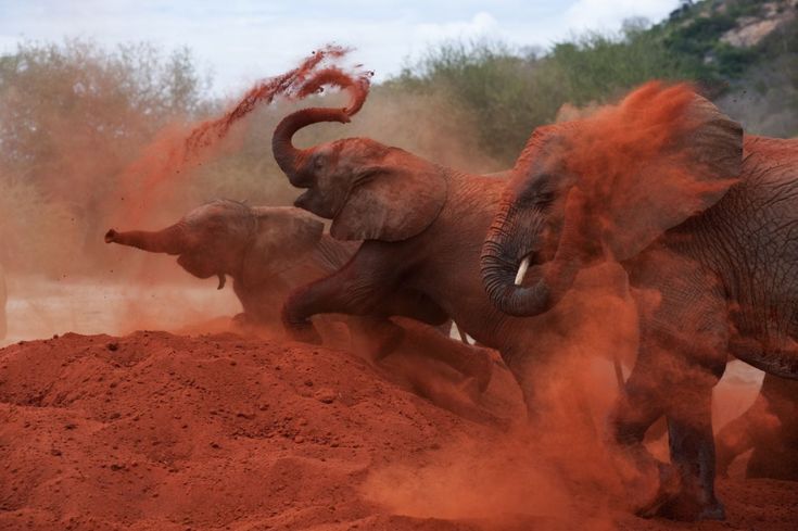 Why Tsavo East National Park Is Known as the Land of Red Elephants