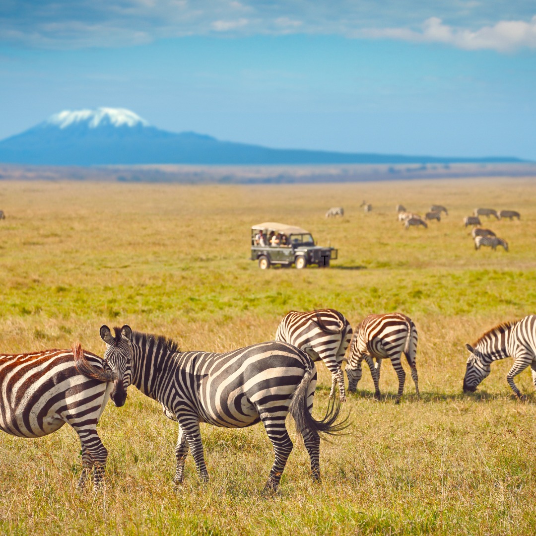 Why Book Your Kenya Safari with a Local Tour Operator (Expert Guide for Smart Travelers)