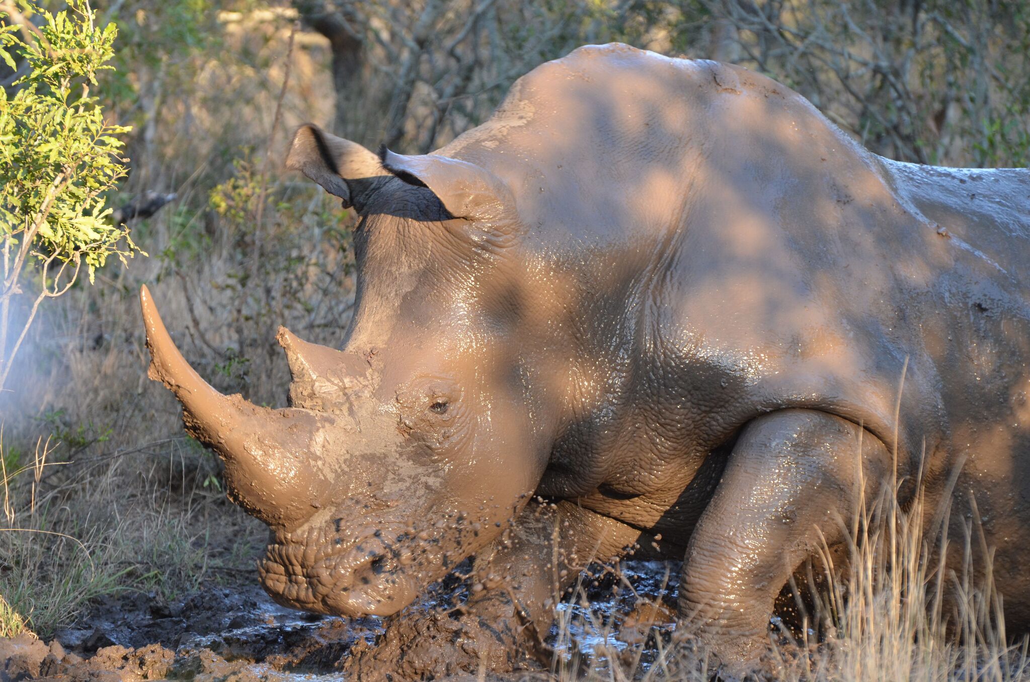 Why Do Rhinos Roll in Mud? The Dirty Truth Behind Africa's Muddiest Mystery