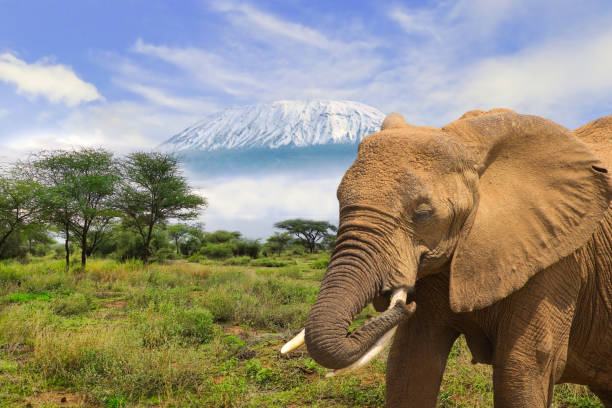 Amboseli vs Tsavo vs Masai Mara: Which to Choose?