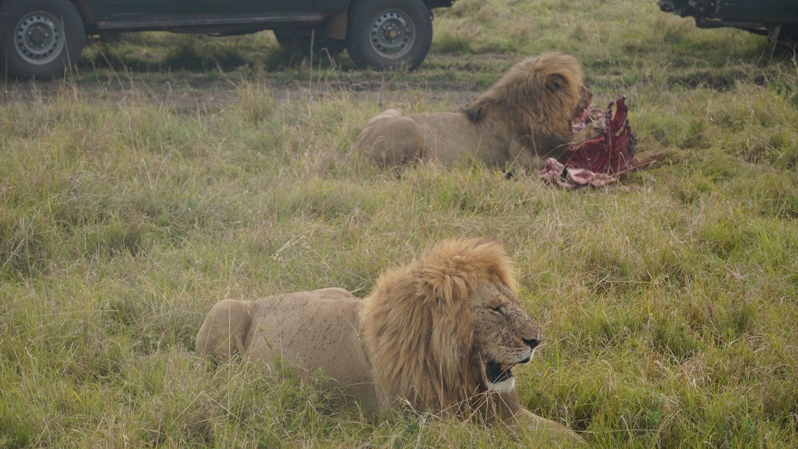 Roaring Adventures: Witness the Majestic Lions of Africa