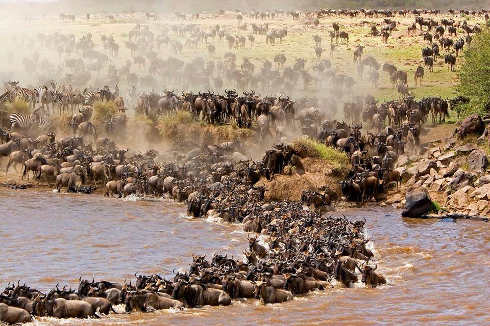 Following the Herd: A Front-Row Seat to the Wildebeest Migration with Sublime Travel
