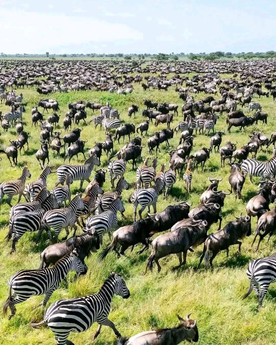 Best Things to Do in Maasai Mara National Reserve