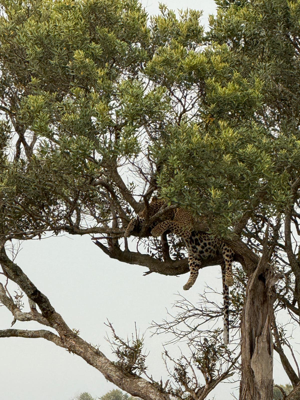 The Elusive Beauty of the Leopard