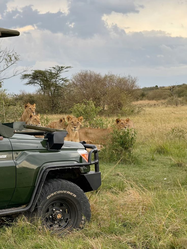 Common Safari Booking Mistakes to Avoid