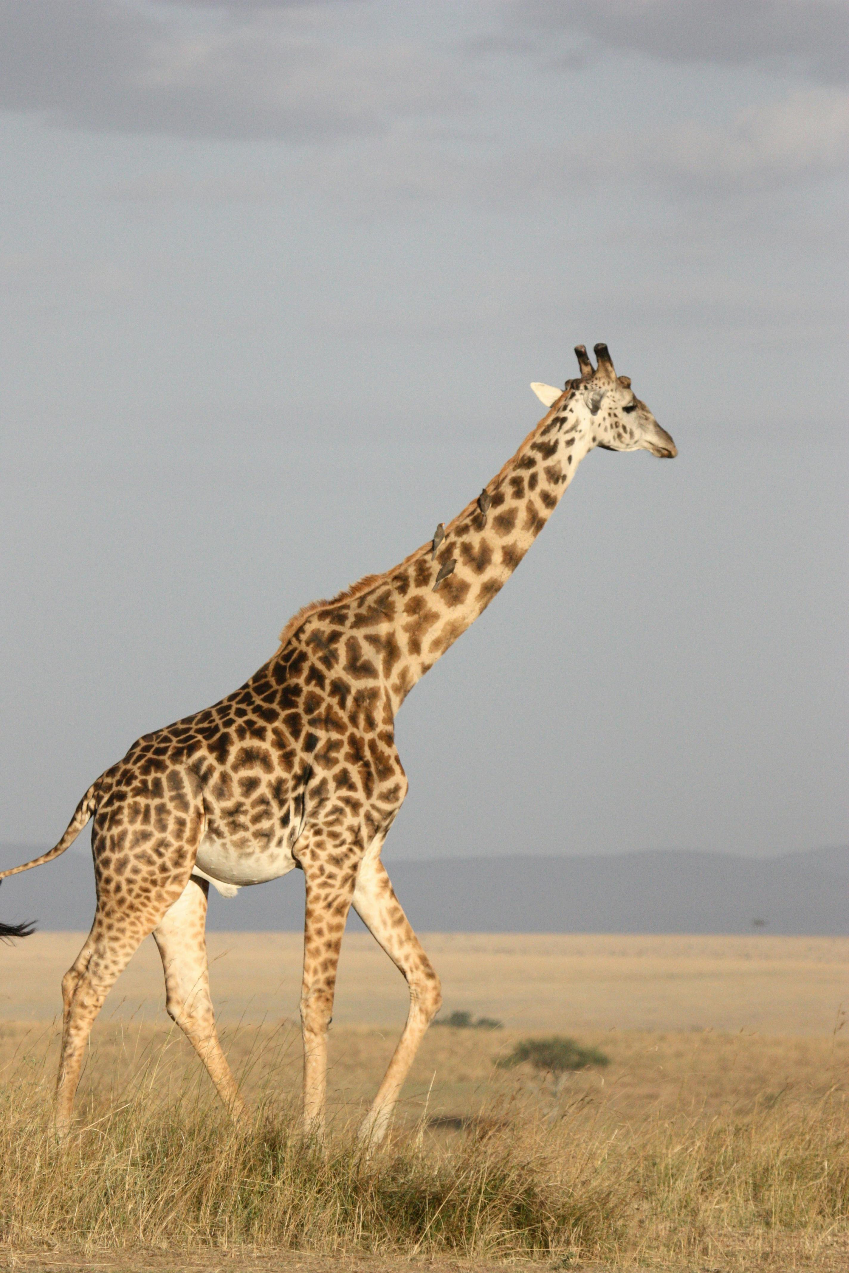 10 Reasons Kenya Is Africa's Premier Safari & Beach Destination