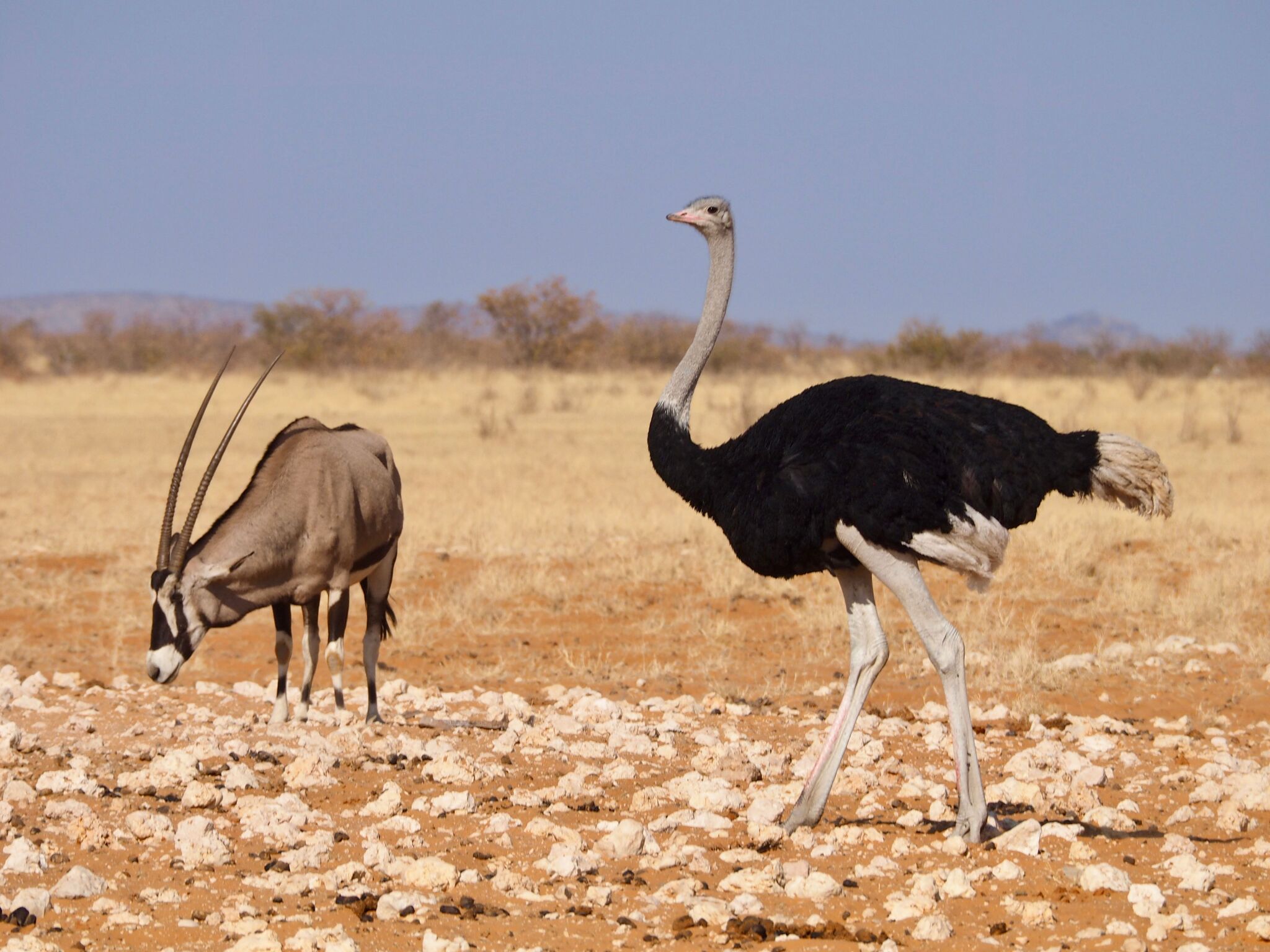 The Samburu Special Five: Kenya's Rare Northern Wildlife