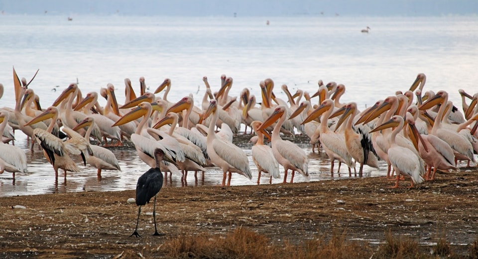 Lake Nakuru National Park – A Birdwatcher’s Paradise and Rhino Sanctuary