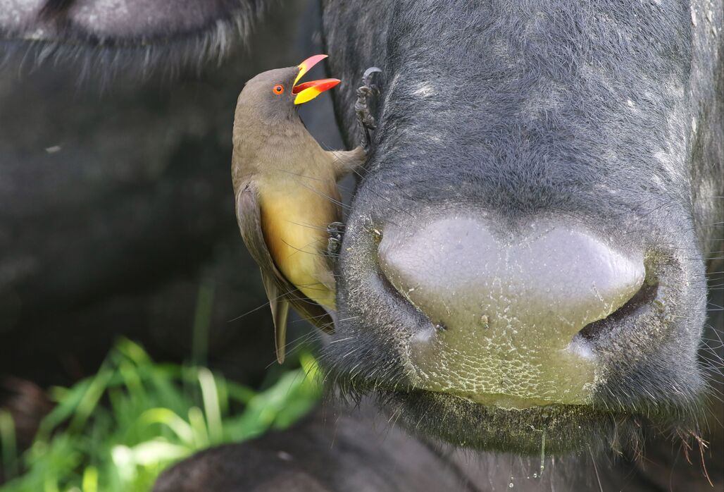 The Small Five of Africa: Meet Kenya's Tiniest (and Funniest) Safari Icons
