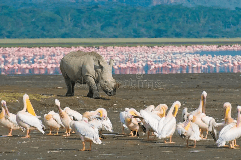 Why Visit This Famous Flamingo Lake in Kenya for Wildlife Safaris?