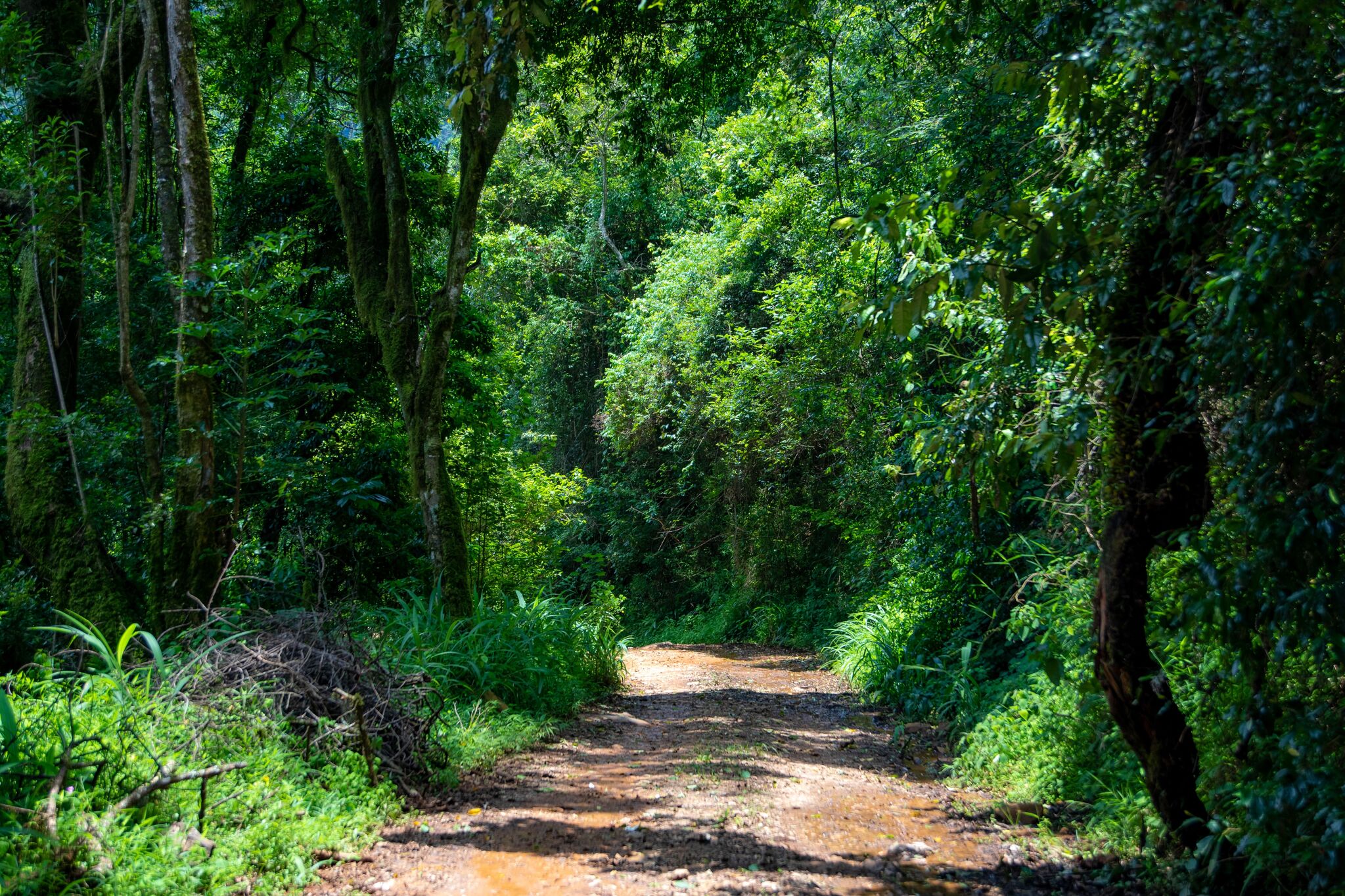 Kaya Kinondo: The Forest That Kept Its Secrets For 600 Years