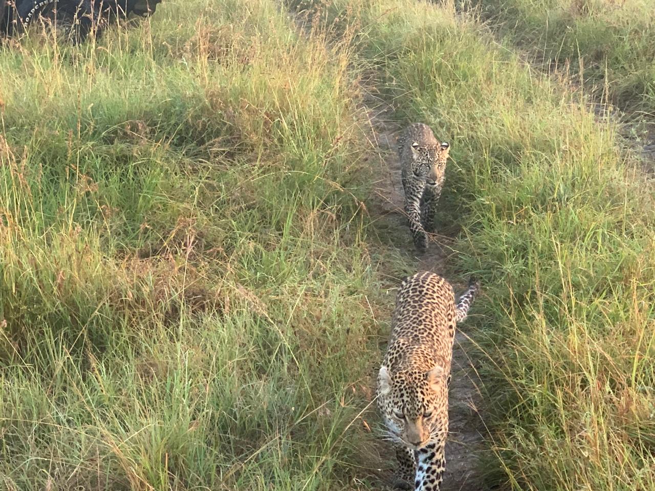 Why Is Kenya Considered the Best Safari Destination in Africa?