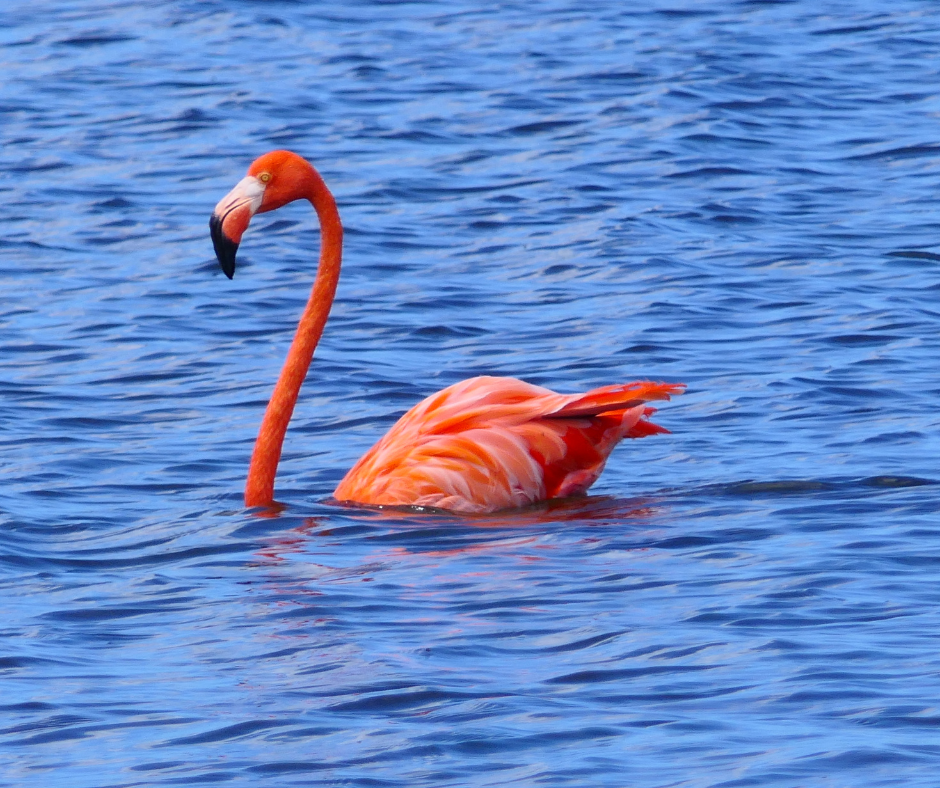 9-days-kenya-wildlife-safari-adventure